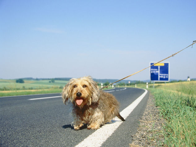 Numero Telefono Cani Abbandonati in Autostrada: Ma è una Bufala – Newsly