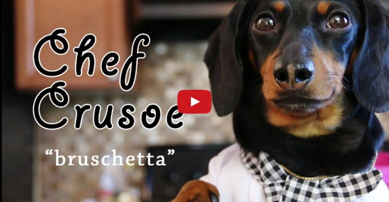 Cane che cucina? Chef Crusoe incanta il web (Video)