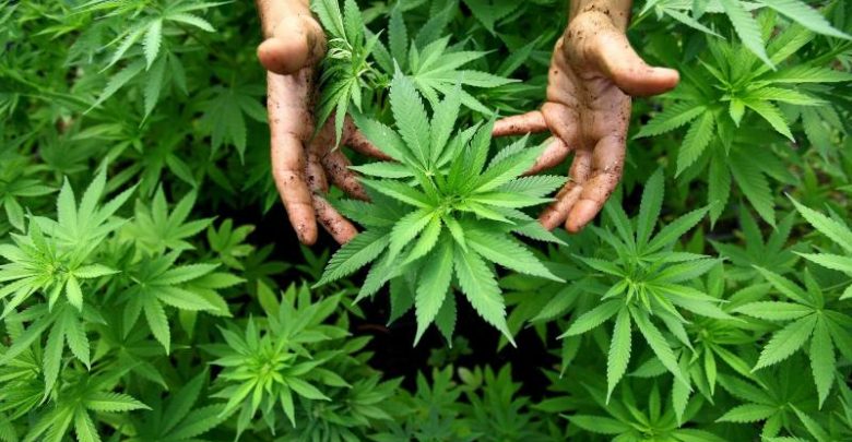 Legalizzazione della Cannabis in Italia: progetto di legge bipartisan