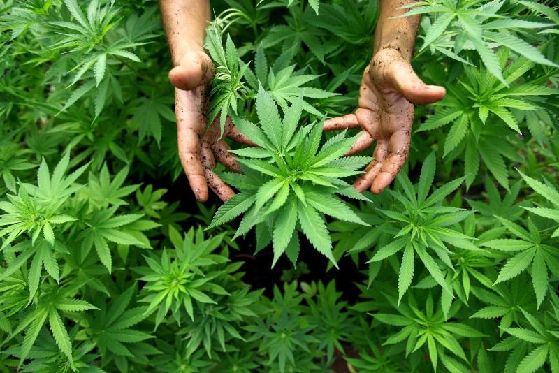 Legalizzazione della Cannabis in Italia: progetto di legge bipartisan