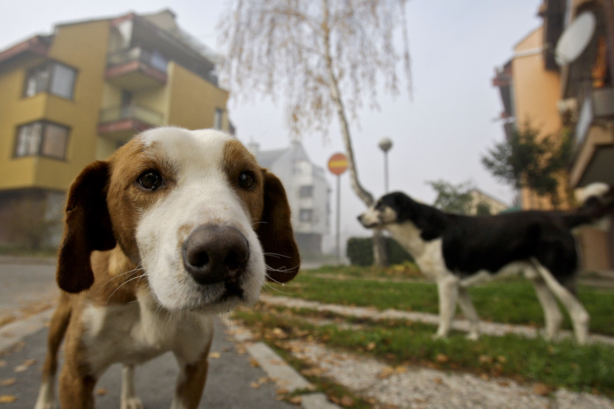 enpa treviso - cani da adottare