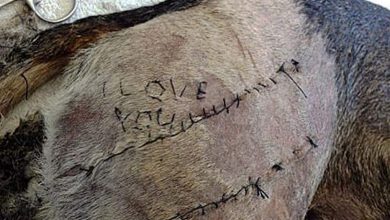 Photo of Veterinario Incide “I Love You” su un Cane: Indagato