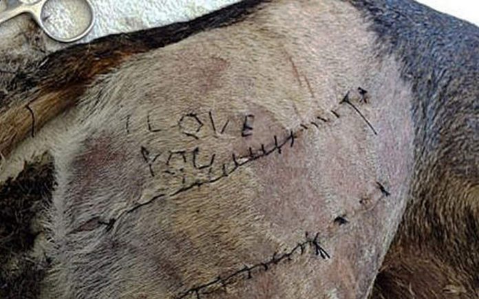 Cane I Love You Veterinario Incide