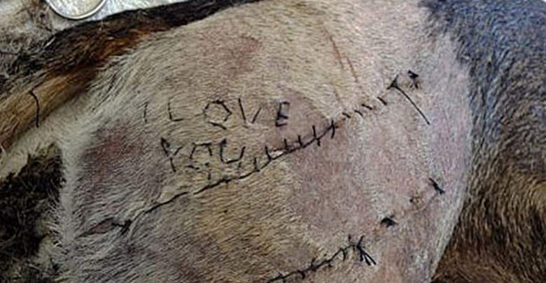 Veterinario Incide "I Love You" su un Cane: Indagato