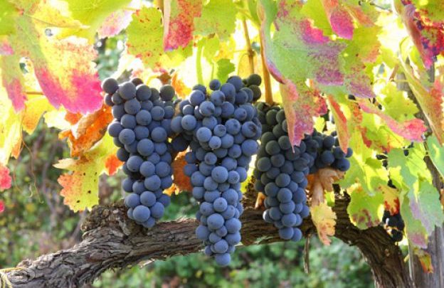 Consorzio di tutela dei vini d'Irpinia: tappa a Mirabella Eclano