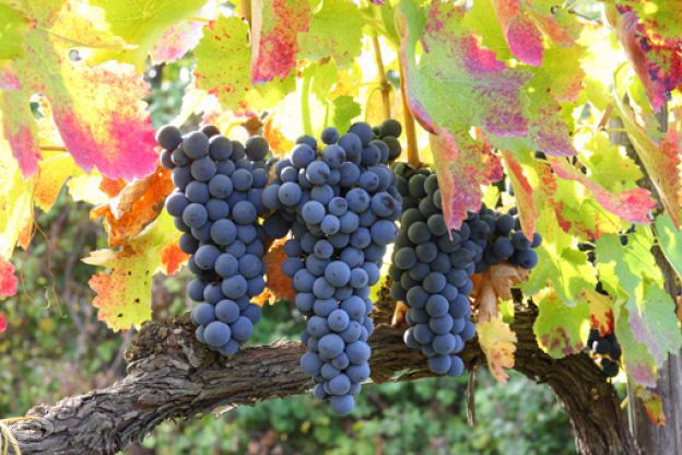 vini_irpinia Consorzio di tutela dei vini d'Irpinia: tappa a Mirabella Eclano