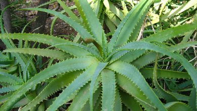 Photo of Aloe Vera, Quali sono i benefici per la salute e a cosa serve?