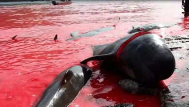 Photo of Servizio Le Iene: Balene uccise nelle isole Far Oer (Video Le Iene)
