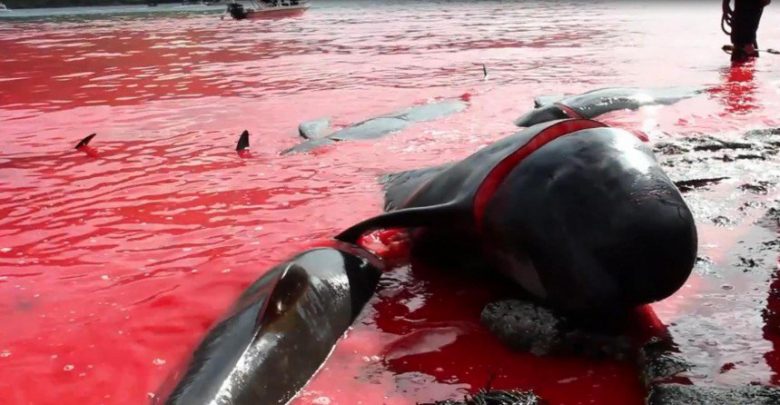 Servizio Le Iene: Balene uccise nelle isole Far Oer (Video Le Iene)