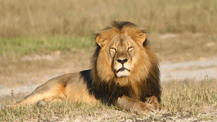 Uomo uccide leone e mette Foto sul web