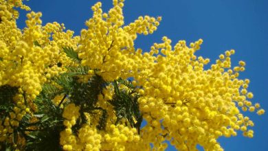 Photo of Festa della Donna, perché si festeggia? Storia e Origine