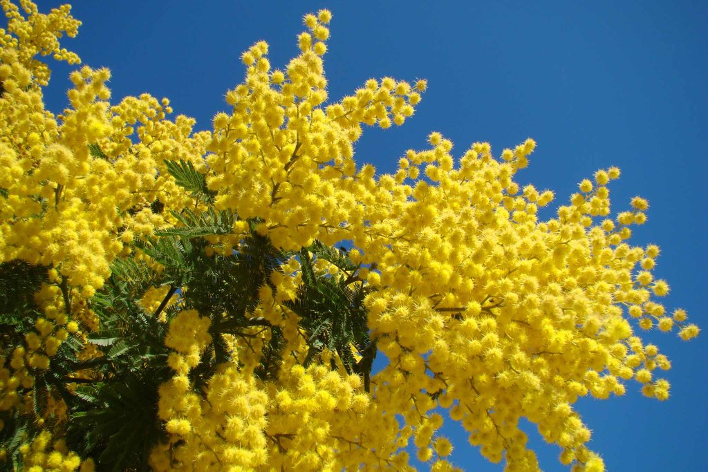 Perché si festeggia la Festa della Donna: Storia e Origine
