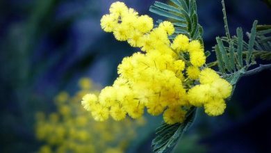 Photo of Festa della Donna 2016: Video e Immagini per Auguri