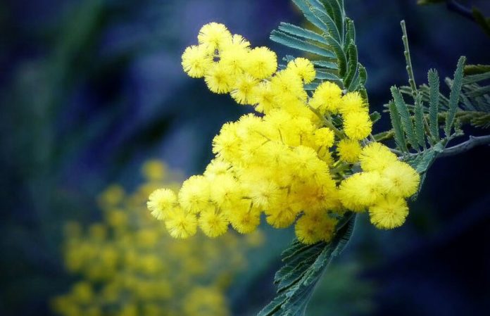 mimosa desta delle donne Festa della Donna tra Storia e Leggenda