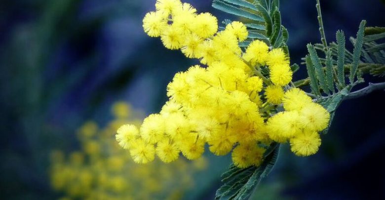 Festa della Donna tra Storia e Leggenda