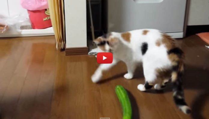 gatto-cetriolo Perché i gatti hanno paura dei cetrioli? Gli ortaggi terrore dei felini
