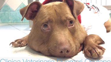 Photo of Pitbull Palla: Esce dalla Clinica la Cognolina più amata del Web