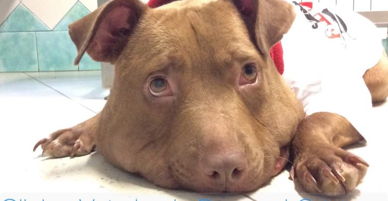 Pitbull Palla: Esce dalla Clinica la Cognolina più amata del Web