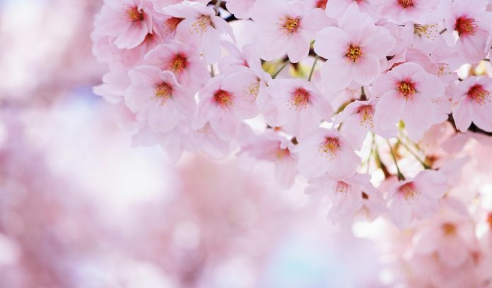 primavera Equinozio di Primavera 2016, Quando arriva? Il 20 Marzo cambia stagione