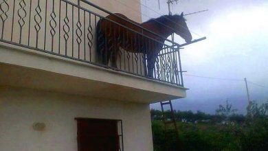 Photo of Cavallo sul Balcone di Casa a Pagani (Salerno)