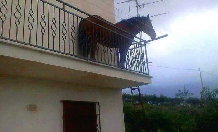 cavallo-balcone Cavallo sul Balcone di Casa a Pagani (Salerno)