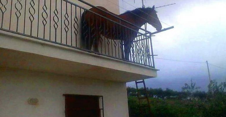 Cavallo sul Balcone di Casa a Pagani (Salerno)