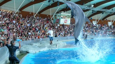 Photo of OltreMare di Riccione: Offerte e prezzi biglietti giugno 2016