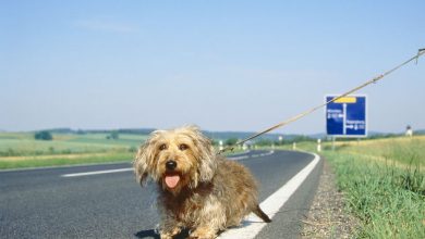 Photo of Numero Telefono Cani Abbandonati in Autostrada: Ma è una Bufala