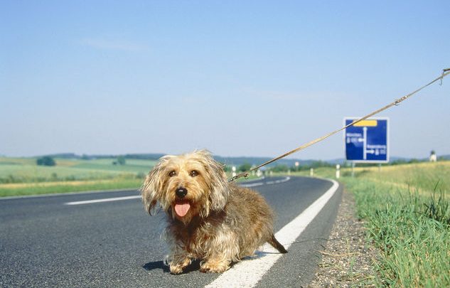 Numero Telefono Cani Abbandonati in Autostrada: Ma è una Bufala