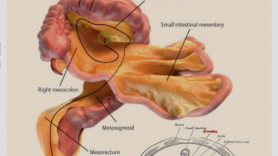 Photo of Mesentere, nuovo organo nel corpo umano: Cos’è e dove si trova