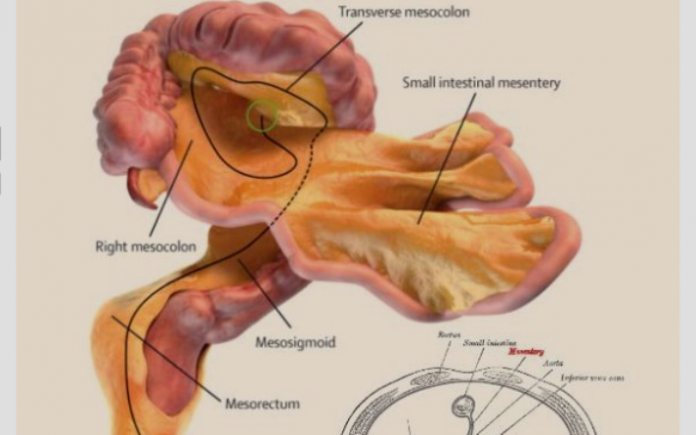 mesentere-nuovo-organo Mesentere, nuovo organo nel corpo umano: Cos'è e dove si trova