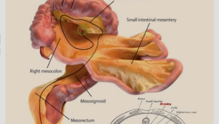Mesentere, nuovo organo nel corpo umano: Cos'è e dove si trova