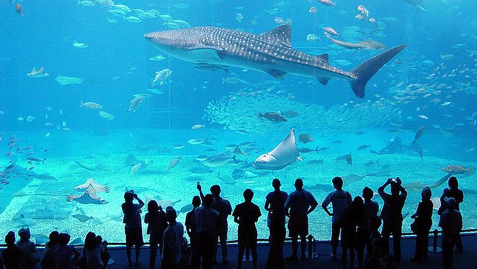 Acquario-Genova La marcia dei pinguini- Il richiamo: con il Biglietto sconto per l’Acquario di Genova