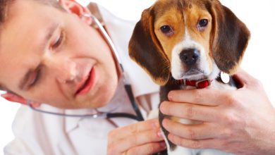 Photo of Spese Veterinarie, Detraibili nel 2017: come fare