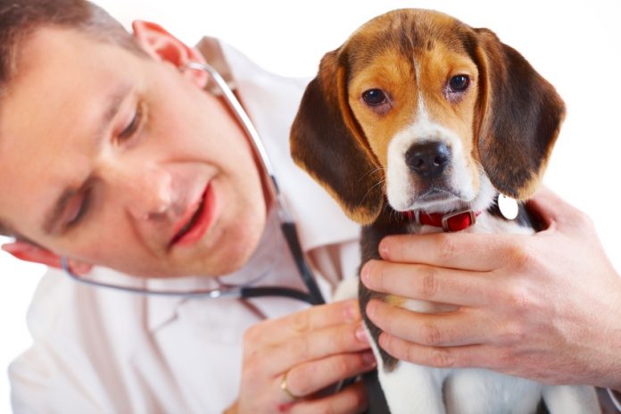 Veterinario-spese-detraibili Spese Veterinarie, Detraibili nel 2017: come fare 1