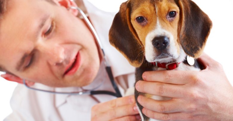 Spese Veterinarie, Detraibili nel 2017: come fare 1