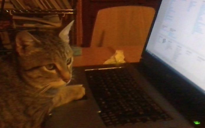 gatto Giornata del Gatto, Oggi 17 Febbraio