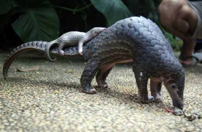 pangolino Cos'è il pangolino? Mammifero del doodle di Google
