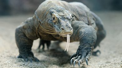 Photo of Parco Nazionale di Komodo: 37 anni della riserva naturale