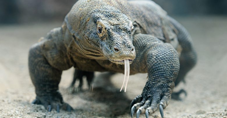 Parco Nazionale di Komodo: 37 anni della riserva naturale