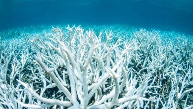 Photo of La Barriera Corallina sta morendo: gravi i danni del cambiamento climatico