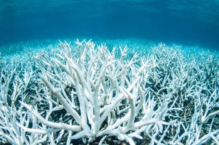 barriera-corallina-sta-morendo La Barriera Corallina sta morendo: gravi i danni del cambiamento climatico
