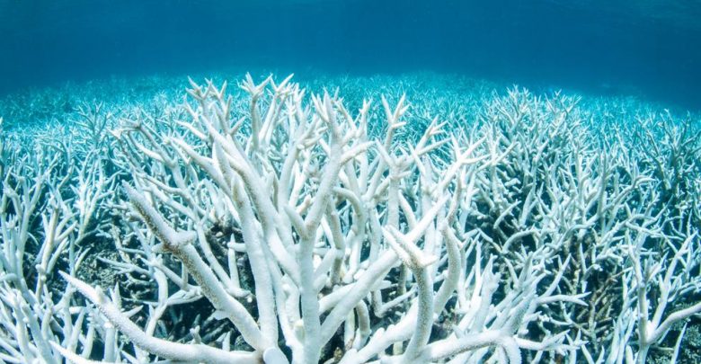 La Barriera Corallina sta morendo: gravi i danni del cambiamento climatico