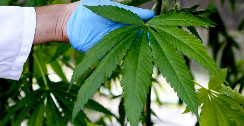 Cannabis e legalizzazione: la riforma dimenticata