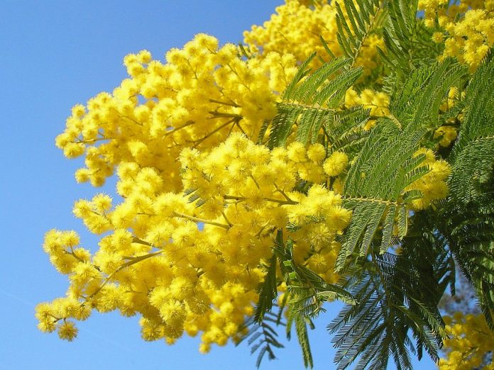 festa-della-donna Festa delle Donne 2017 a Roma: eventi, feste, dove andare