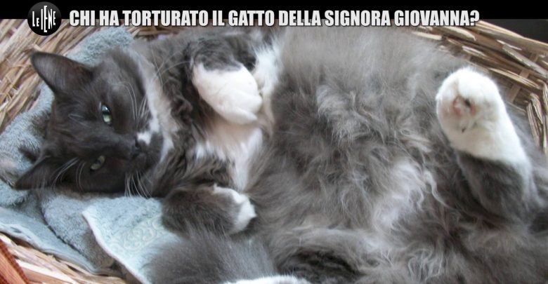 Gatto Scuoiato in Provincia di Brescia: Servizio Le Iene 26 marzo 2017