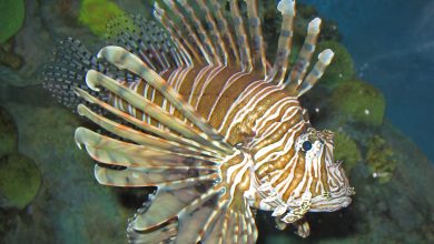 Photo of Pesce Scorpione in Sicilia: è pericoloso?