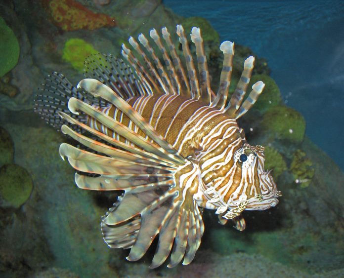 pesce-scorpione-velenoso-pericoloso-sicilia Pesce Scorpione in Sicilia: è pericoloso?
