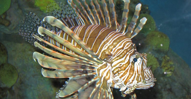 Pesce Scorpione in Sicilia: è pericoloso?