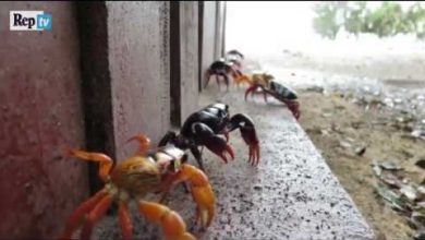 Photo of Invasione di Granchi alla Baia dei porci (Cuba): il Video